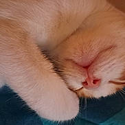 Sunny a rejoint le concours — aidez-le/la à gagner de superbes lots ! cat, sleeping, close_up, fur, paw, pet, domestic_animal, whiskers, relaxed, cute, pink_nose, orange_and_white, animal, indoor, resting, soft_texture, face, cozy, mammal, cute_pet
