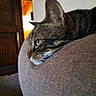 Ziggy participe au concours pour gagner de l'argent avec cette photo : animal, brown, cat, closeup, couch, domestic_animal, ears, fur, furniture, head, indoor, pet, quiet, relaxation, resting, side_view, soft_light, tabby_cat, whiskers, wooden_door
