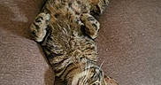 Ziggy participe au concours pour gagner de l'argent avec cette photo : animal, cat, comfort, couch, cute, ears, eyes, feline, fur, home, indoor, mammal, paw, pet, playful, relaxed, resting, tabby, upside_down, whiskers