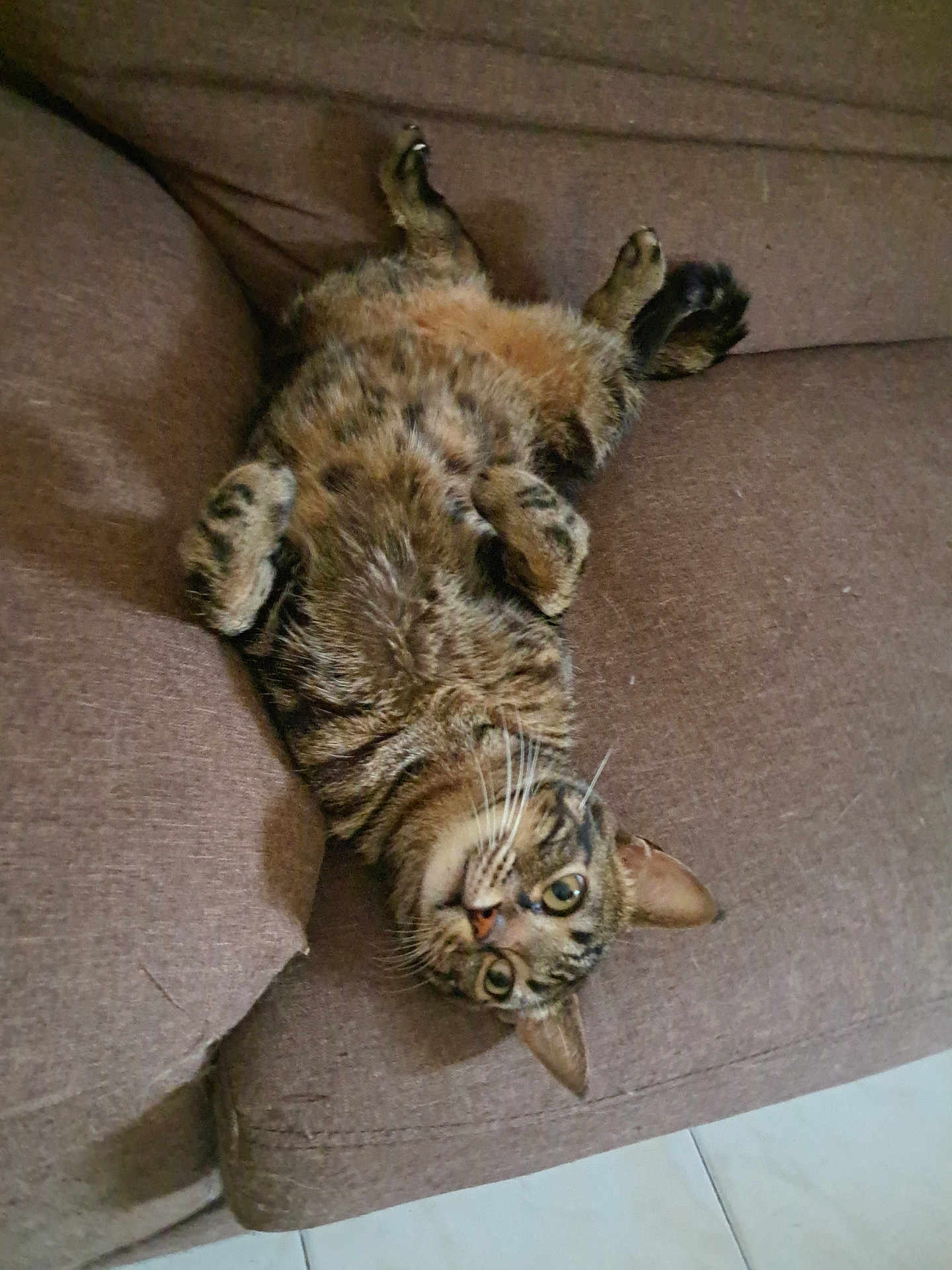 Ziggy participe au concours pour gagner de l'argent avec cette photo : cat, tabby, upside_down, couch, feline, pet, relaxed, indoor, fur, whiskers, ears, eyes, paw, comfort, home, animal, mammal, cute, resting, playful