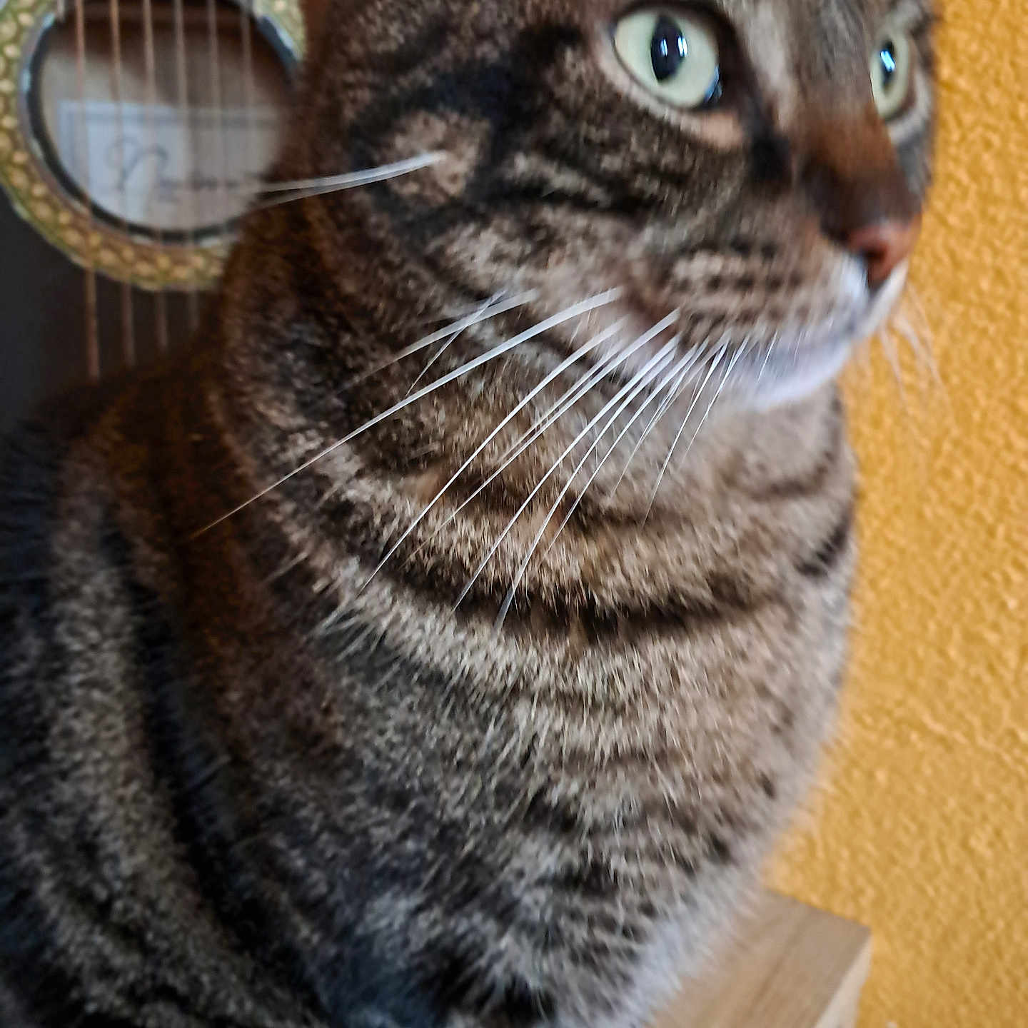 Ziggy participe au concours pour gagner de l'argent avec cette photo : cat, tabby_cat, close_up, green_eyes, whiskers, guitar, string_instrument, wooden_surface, yellow_wall, indoor, pet, animal, feline, fur, portrait, side_view, focus, domestic_animal, texture, curiosity