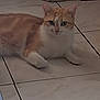 cat, orange_and_white, indoor, floor, tile_floor, pet, animal, feline, resting, lying_down, calm, looking, ears, whiskers, paws, domestic_animal, cute, fur, face, eyes