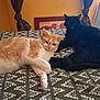 animal, bedspread, black_cat, cat, companions, cozy, curtains, domestic, ears, feline, fur, indoor, orange_cat, pattern, pets, relaxed, resting, tail, whiskers, yellow_wall