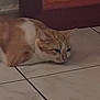 cat, orange_cat, white_cat, floor, tile_floor, indoor, pet, feline, resting, lying_down, animal, fur, whiskers, ears, nose, home, furniture, decor, quiet, calm