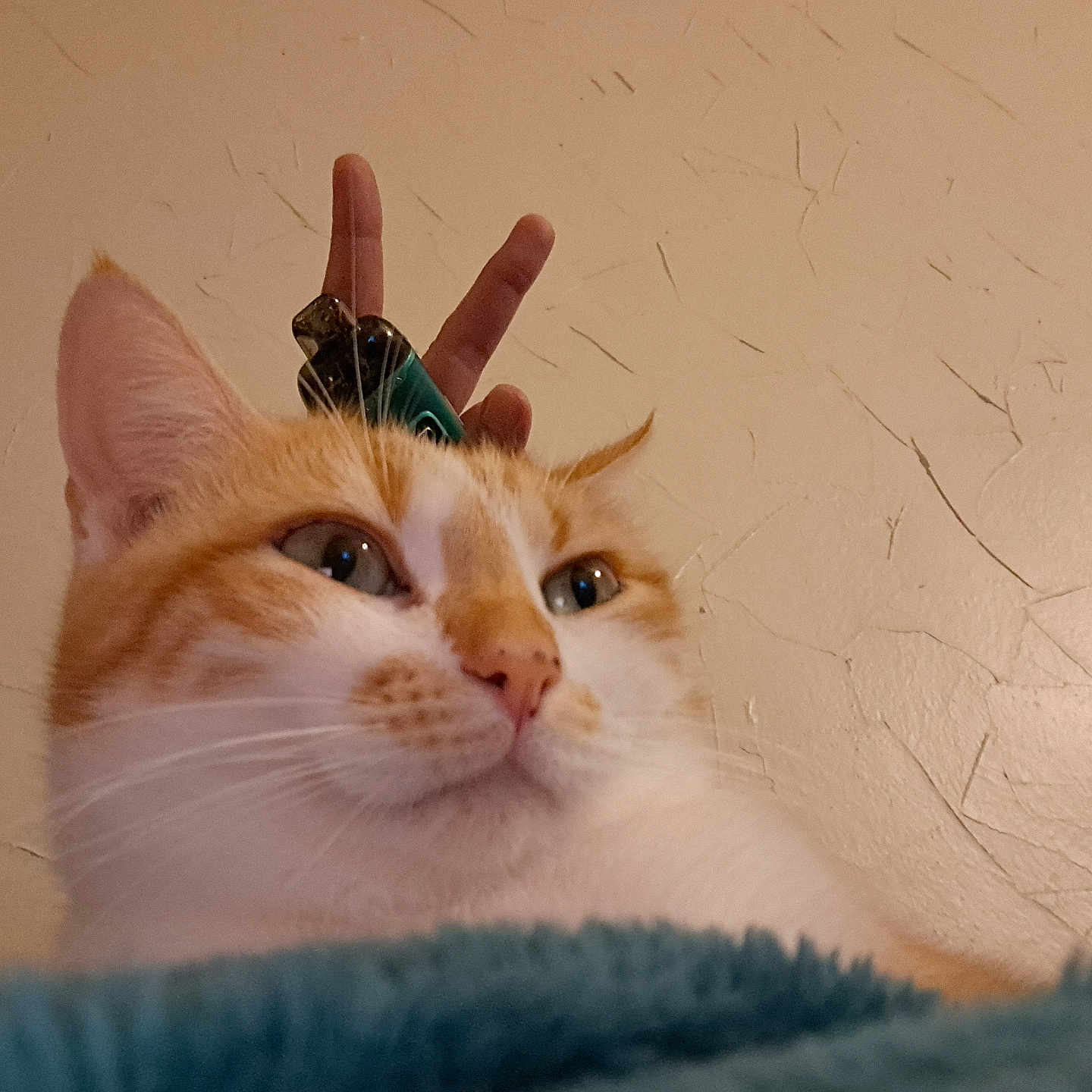 Ron Pom Pom Pom