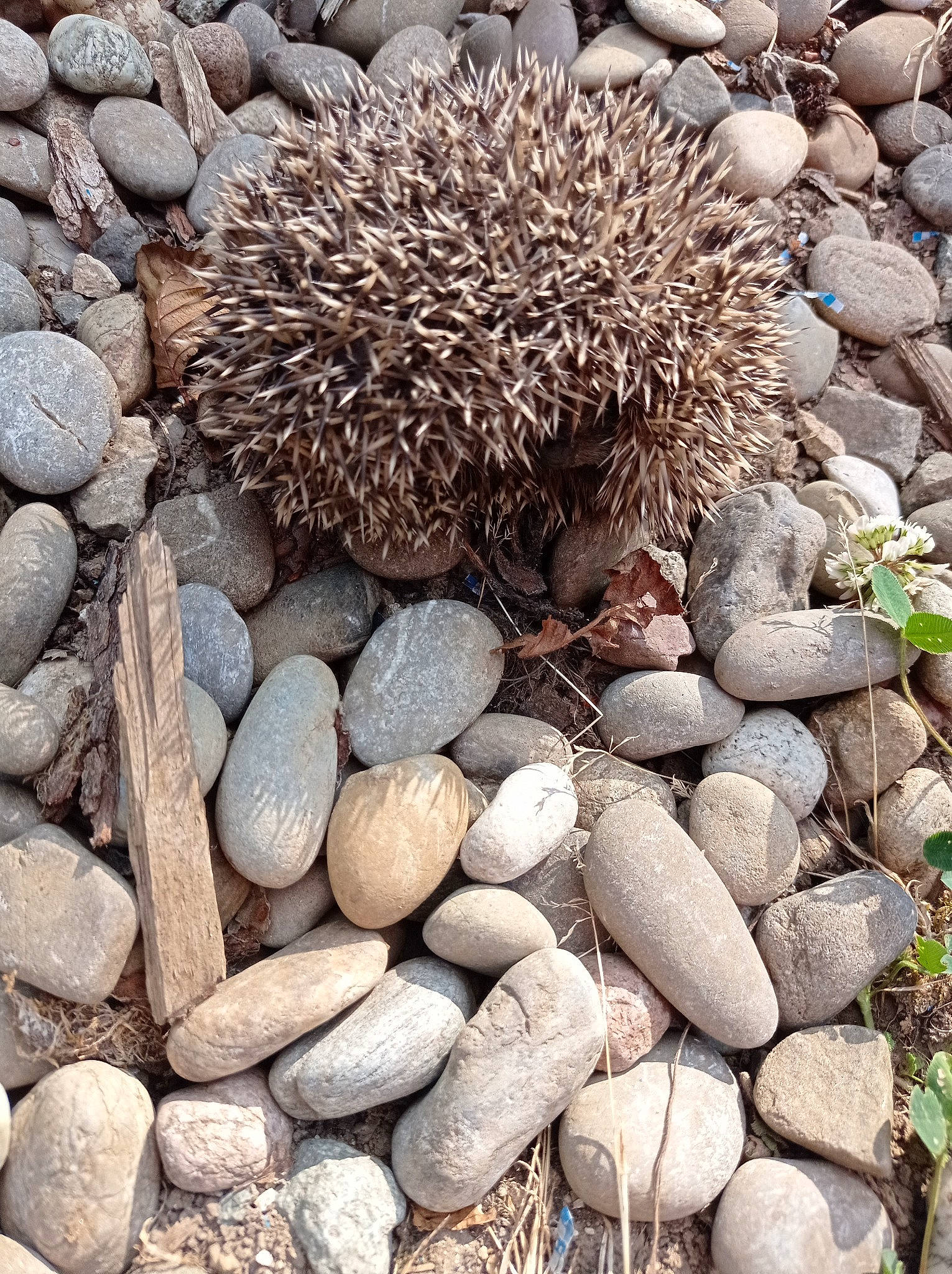 Niglo a rejoint le concours — aidez-le/la à gagner de superbes lots ! bedrock, building_material, grass, gravel, groundcover, landscape, natural_material, pebble, plant, rock, rubble, terrestrial_animal, wildlife