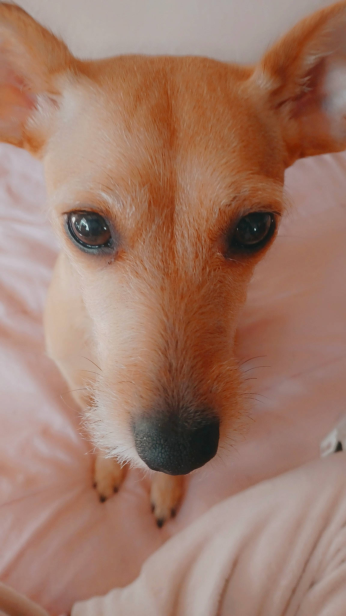 Cannelle participe au concours pour gagner de l'argent avec cette photo : ancient_dog_breeds, canidae, carnivore, close_up, comfort, companion_dog, dog, dog_breed, ear, fawn, fur, non_sporting_group, snout, sporting_group, terrestrial_animal, toy_dog, whiskers, wildlife, wood, working_animal