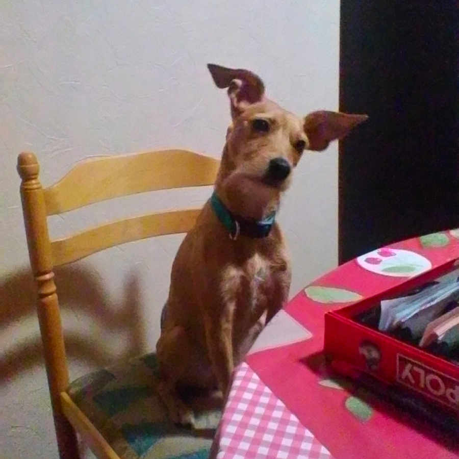 Cannelle participe au concours pour gagner de l'argent avec cette photo : canidae, carnivore, chihuahua, companion_dog, dog, dog_breed, fawn, italian_greyhound, liver, mammal, table, toy_dog, whippet