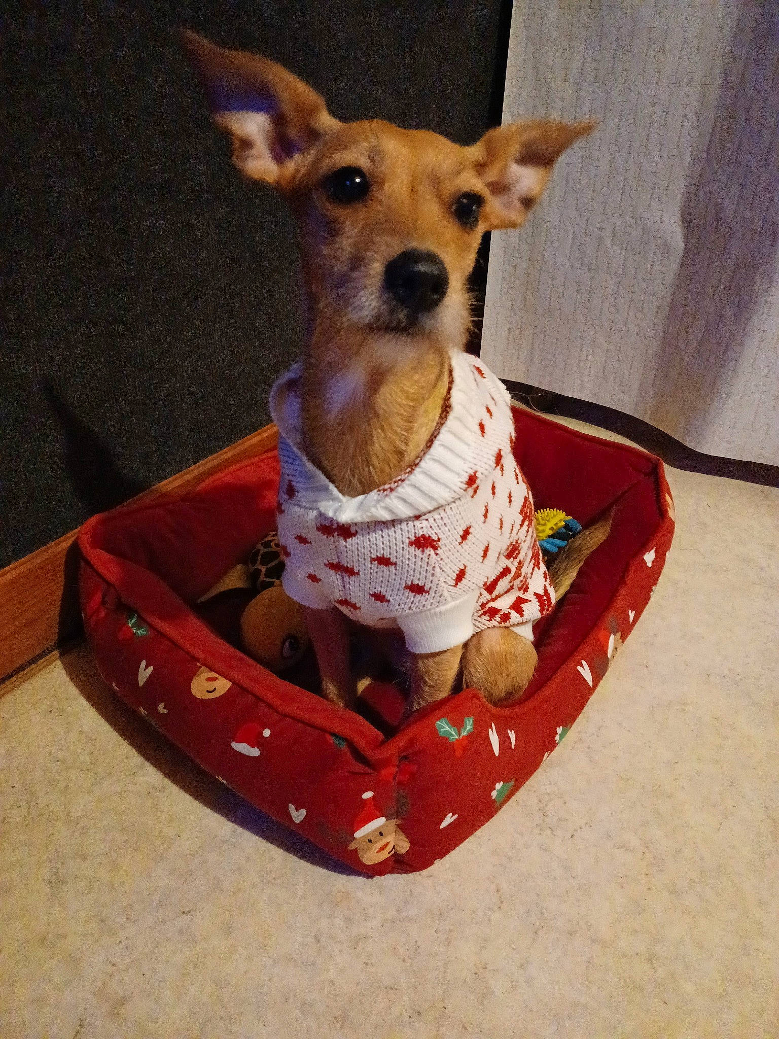 Cannelle participe au concours pour gagner de l'argent avec cette photo : basket, bowl, carnivore, collar, companion_dog, dishware, dog, dog_bed, dog_breed, dog_clothes, dog_collar, dog_supply, fawn, pet_supply, serveware, snout, vertebrate, whiskers, wicker, working_animal