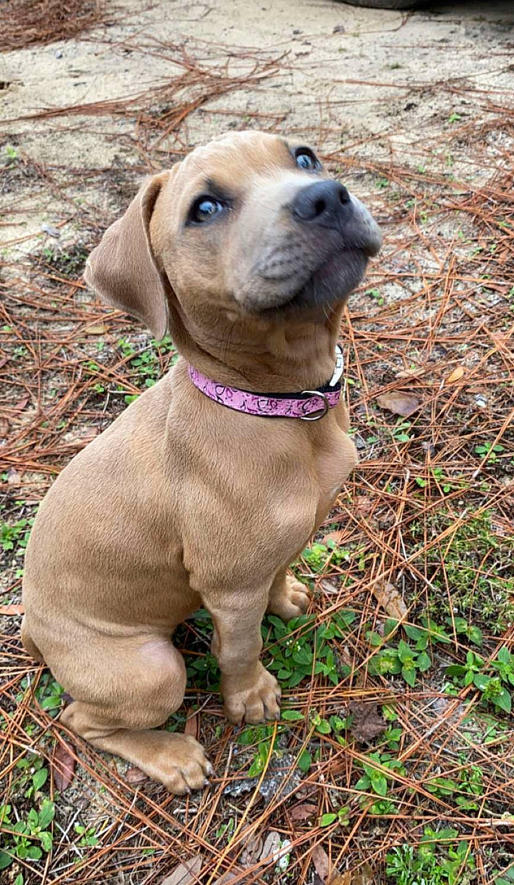 Bella is registered to the contest to win money with this photo: brown, canidae, carnivore, collar, companion_dog, dog, dog_breed, dog_collar, fawn, groundcover, liver, mammal, pet_supply, skin, snout, sporting_group, working_animal, working_dog