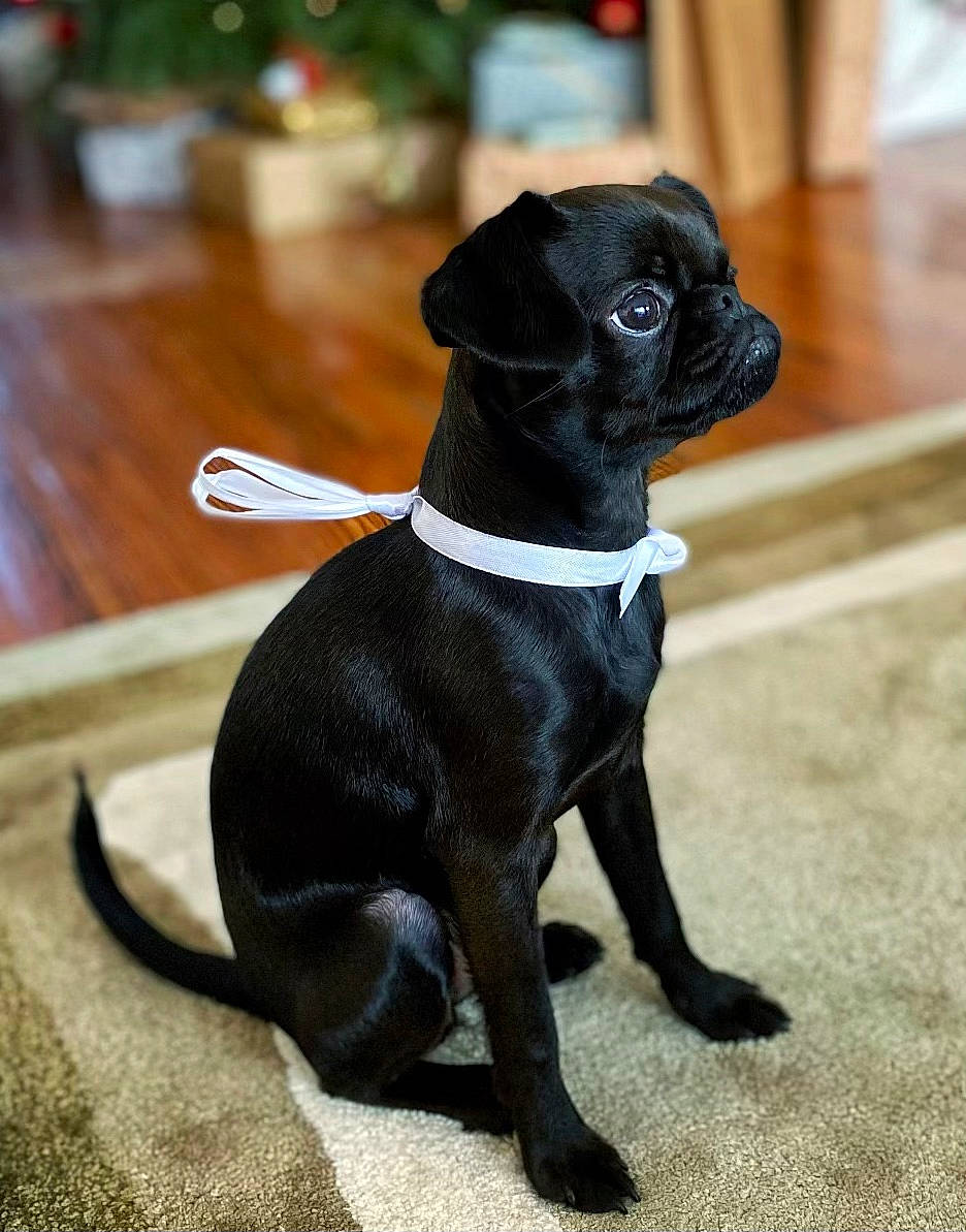 Maggy participe au concours pour gagner de l'argent avec cette photo : canidae, carnivore, collar, companion_dog, dog, dog_breed, dog_collar, dog_supply, fawn, fur, leash, liver, pet_supply, pug, snout, tail, terrestrial_animal, tie, toy_dog, working_animal