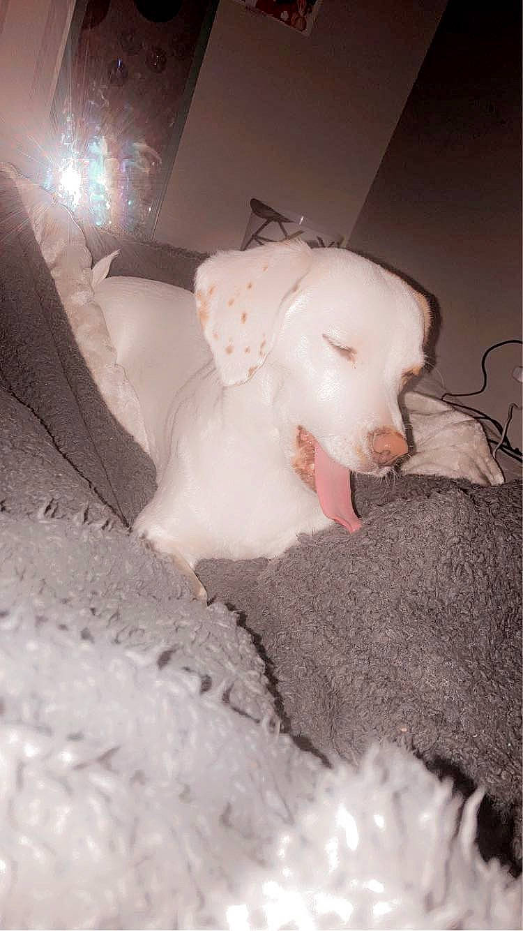 Princess is registered to the contest to win money with this photo: art, canidae, darkness, dog_breed, event, flooring, fur, head, non_sporting_group, paper, plaster, room, sculpture, snout, suidae, tail, toy, visual_arts, winter