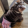 Ayani Rose joined the competition — help win amazing prizes! bulldog, puppy, dog, wrinkles, pink_skirt, cactus_print, rainbow_print, indoor, wooden_floor, pet, cute, curious, sitting, animal, mammal, face, ears, floor, furniture, clothing