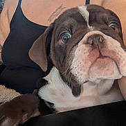 Ayani Rose is registered to the contest to win money with this photo: puppy, dog, person, indoor, window, smile, black_clothing, tattoo, earrings, table, natural_light, face, pet, brown_and_white, curious, close_up, sitting, furniture, home, expression