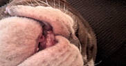 Ayani Rose is registered to the contest to win money with this photo: dog, snout, mouth, resting, close_up, brown, white, fur, couch, fabric, pet, animal, indoor, relaxed, sleeping, whiskers, nose, texture, blurred, cozy
