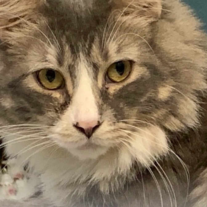 Parker joined the competition — help win amazing prizes! abyssinian, accessories, angora, animal, art, brasssection, cat, face, head, horn, indoors, kitten, manx, musicalinstrument, painting, person, pet, photography, portrait, snout