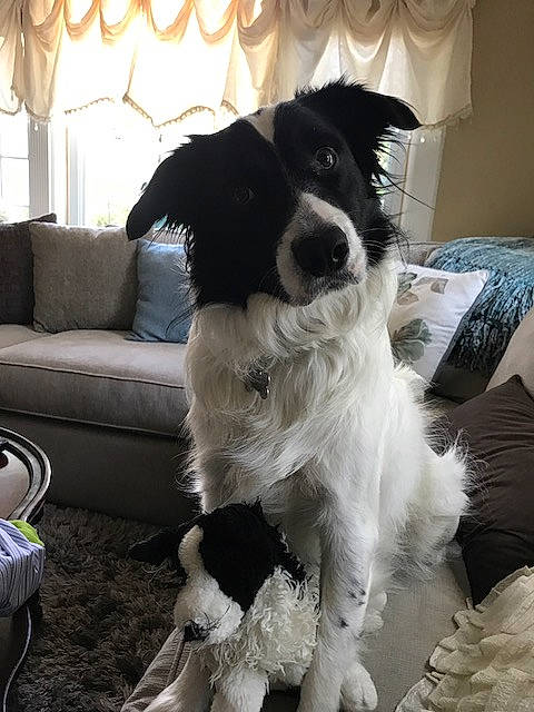 Boss is registered to the contest to win money with this photo: border_collie, canidae, carnivore, companion_dog, couch, curtain, dog, dog_breed, fur, gun_dog, picture_frame, sleeper_chair, snout, sporting_group, studio_couch, working_animal, working_dog