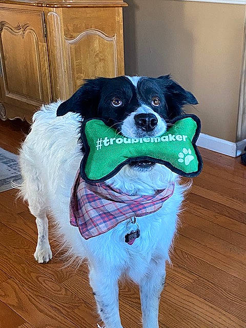 Boss joined the competition — help win amazing prizes! cabinetry, canidae, carnivore, collar, companion_dog, dog, dog_breed, dog_collar, dog_supply, door, flooring, fur, hardwood, pet_supply, snout, sporting_group, tail, toy_dog, wood, working_animal