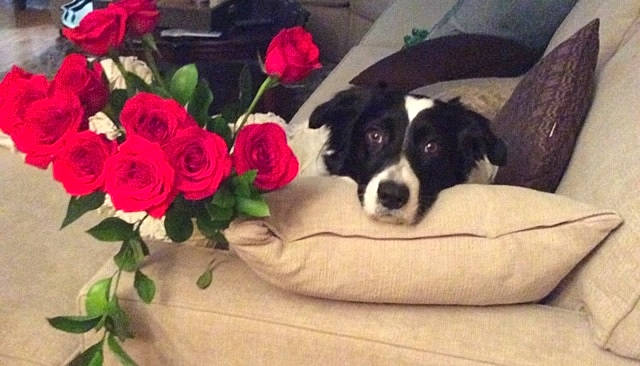 Boss is registered to the contest to win money with this photo: border_collie, canidae, carmine, carnivore, chair, comfort, companion_dog, dog, dog_breed, dog_supply, floribunda, flower, flower_arranging, hybrid_tea_rose, petal, plant, rose, rose_family, rose_order, window