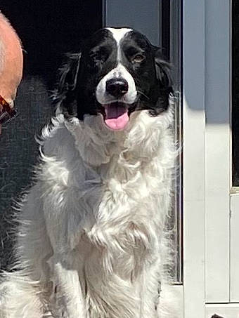 Boss joined the competition — help win amazing prizes! biting, carnivore, companion_dog, dog, dog_breed, dog_collar, door, event, fur, giant_dog_breed, gun_dog, snout, sporting_group, whiskers, winter, working_animal, working_dog