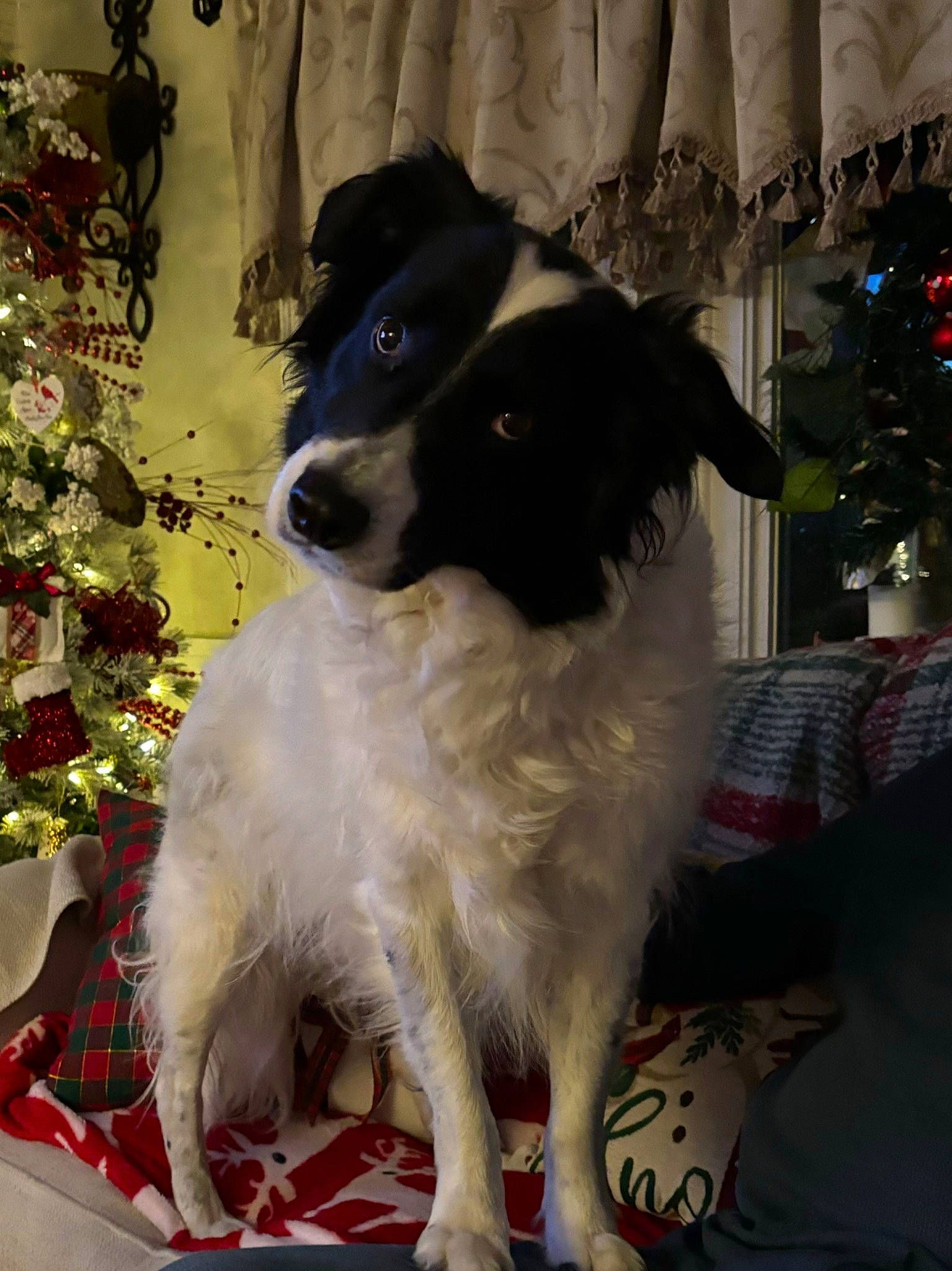 Boss joined the competition — help win amazing prizes! carnivore, companion_dog, dog, dog_breed, event, fur, gun_dog, plant, snout, sporting_group, working_dog