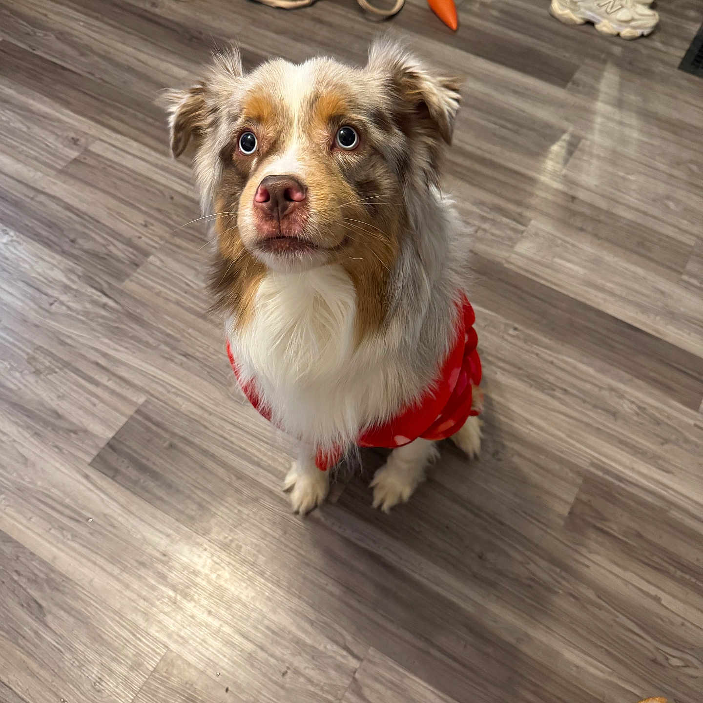 Benny is registered to the contest to win money with this photo: accessories, animal, bag, canine, clothing, dog, footwear, handbag, hardwood, indoors, interiordesign, leash, pet, plywood, puppy, runningshoe, shoe, sneaker, strap, wood