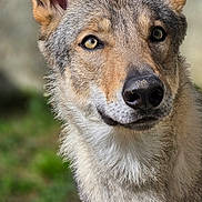Thaos participe au concours pour gagner de l'argent avec cette photo : dog, canine, animal, portrait, close_up, face, fur, fluffy, ears, eyes, nose, muzzle, long_hair, outdoor, nature, greenery, forest, wildlife, gray_fur, photography