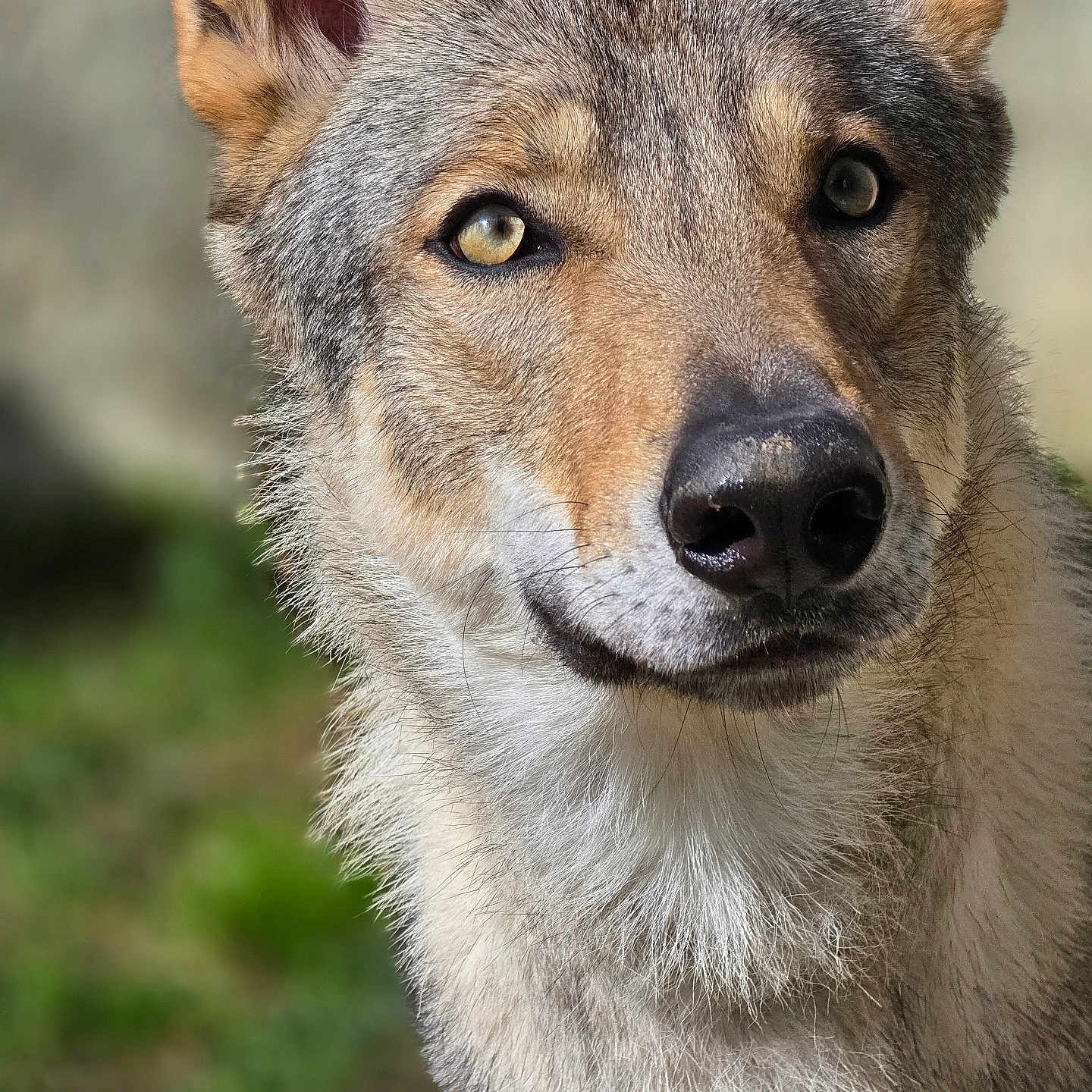Thaos participe au concours pour gagner de l'argent avec cette photo : dog, canine, animal, portrait, close_up, face, fur, fluffy, ears, eyes, nose, muzzle, long_hair, outdoor, nature, greenery, forest, wildlife, gray_fur, photography