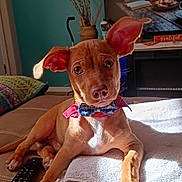 Sir Winston is registered to the contest to win money with this photo: animal, bow_tie, couch, cozy, curious, decor, dog, ears, folded_towel, fur, home, indoor, living_room, pet, puppy, relaxed, remote_control, sunlight, television, towel