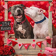 Scooby joined the competition — help win amazing prizes! dog, dogs, two_dogs, kissing, kissing_booth, valentine, hearts, roses, bunting, wooden_booth, red_background, bokeh, collar, smiling, pet, cute, decorations, banner, confetti, pink_decor
