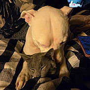 Scooby is registered to the contest to win money with this photo: blanket, cat, claws, close_up, cozy, cuddling, dog, face, fur, gray_cat, indoor, nose, paw, pets, phone, plaid_blanket, sleeping, snuggling, television, white_dog