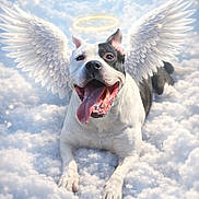 King joined the competition — help win amazing prizes! angelic, black_spot, clouds, digital_art, dog, fantasy, fluffy, halo, happy, heavenly, lying_down, panting, paws, pet, portrait, serene, sky, tongue_out, white_fur, wings