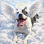 dog, pet, tongue_out, wings, halo, clouds, sky, heavenly, angelic, panting, happy, portrait, white_fur, black_spot, paws, lying_down, digital_art, fantasy, fluffy, serene
