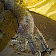 Kitty Skylar joined the competition — help win amazing prizes! cat, gray_cat, pet, sleeping, stretched_out, couch, pillow, blanket, indoor, furry, paw, whiskers, nap, relaxed, close_up, upholstery, fabric, living_room, yellow_curtain, soft_lighting