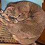 cat, sleeping, curled_up, gray_cat, fur, chair, wicker, cushion, blue_cushion, pet, indoor, close_up, cozy, nap, whiskers, paw, tail, texture, furniture, domestic