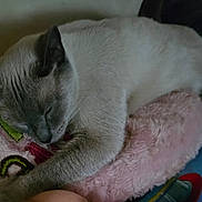 Daisy is registered to the contest to win money with this photo: animal, blanket, cat, comfort, cozy, cute, feline, fur, home, indoor, mammal, nap, paw, peaceful, pet, relaxation, rest, sleeping, soft, whiskers