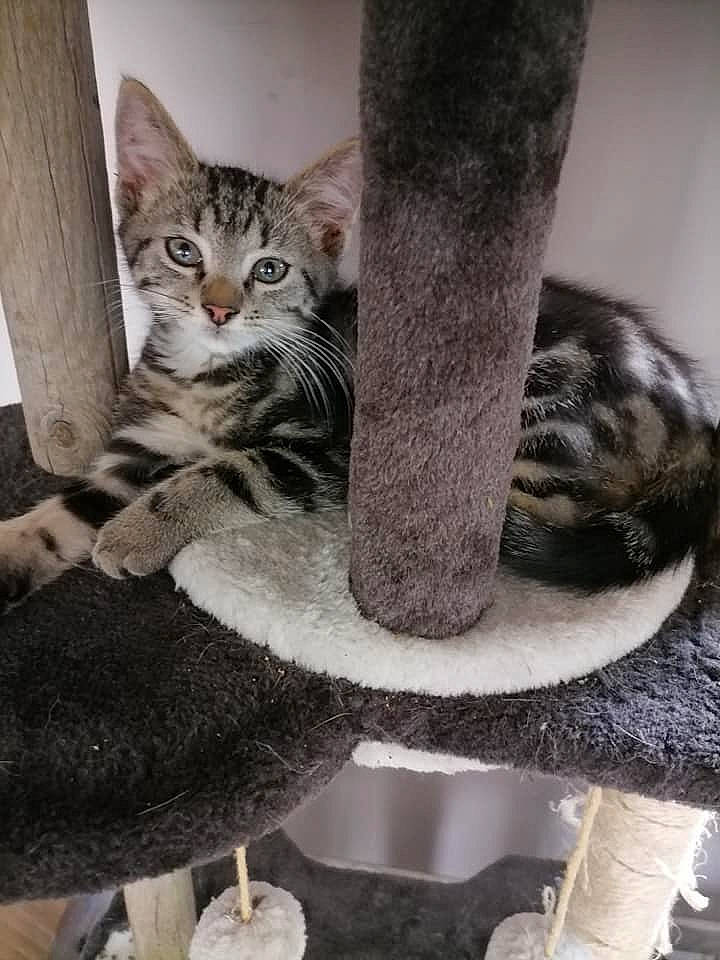 Samy a rejoint le concours — aidez-le/la à gagner de superbes lots ! carnivore, cat, cat_furniture, cat_supply, domestic_short_haired_cat, drinkware, felidae, fur, grey, paw, plate, serveware, small_to_medium_sized_cats, snout, table, tableware, tail, tree, whiskers, window