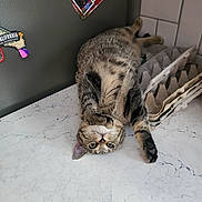 Riot is registered to the contest to win money with this photo: cat, tabby, upside_down, countertop, egg_cartons, curious, indoor, marble_pattern, paw, feline, relaxed, playful, kitchen, gray_wall, magnet, tile_wall, household, pet, cute, whiskers