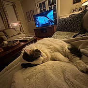 Leo joined the competition — help win amazing prizes! cat, sleeping, blanket, living_room, sofa, television, lamp, pillow, wooden_table, curtains, picture_frame, painting, home_interior, cozy, furniture, relaxation, pet, animal, indoor, soft