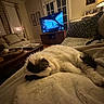 cat, sleeping, blanket, living_room, sofa, television, lamp, pillow, wooden_table, curtains, picture_frame, painting, home_interior, cozy, furniture, relaxation, pet, animal, indoor, soft