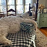Leo joined the competition — help win amazing prizes! cat, fluffy, table, checkered_tablecloth, box, window, blinds, chair, dining_room, sunlight, indoor, furniture, decor, relaxed, paw, white_cat, gray_cat, cozy, wooden_floor, vase