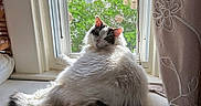 Leo is registered to the contest to win money with this photo: cat, fluffy, windowsill, window, greenery, curtain, bamboo_blind, indoor, pet, feline, relaxed, looking_back, white_fur, black_fur, natural_light, home, cozy, animal, domestic, resting