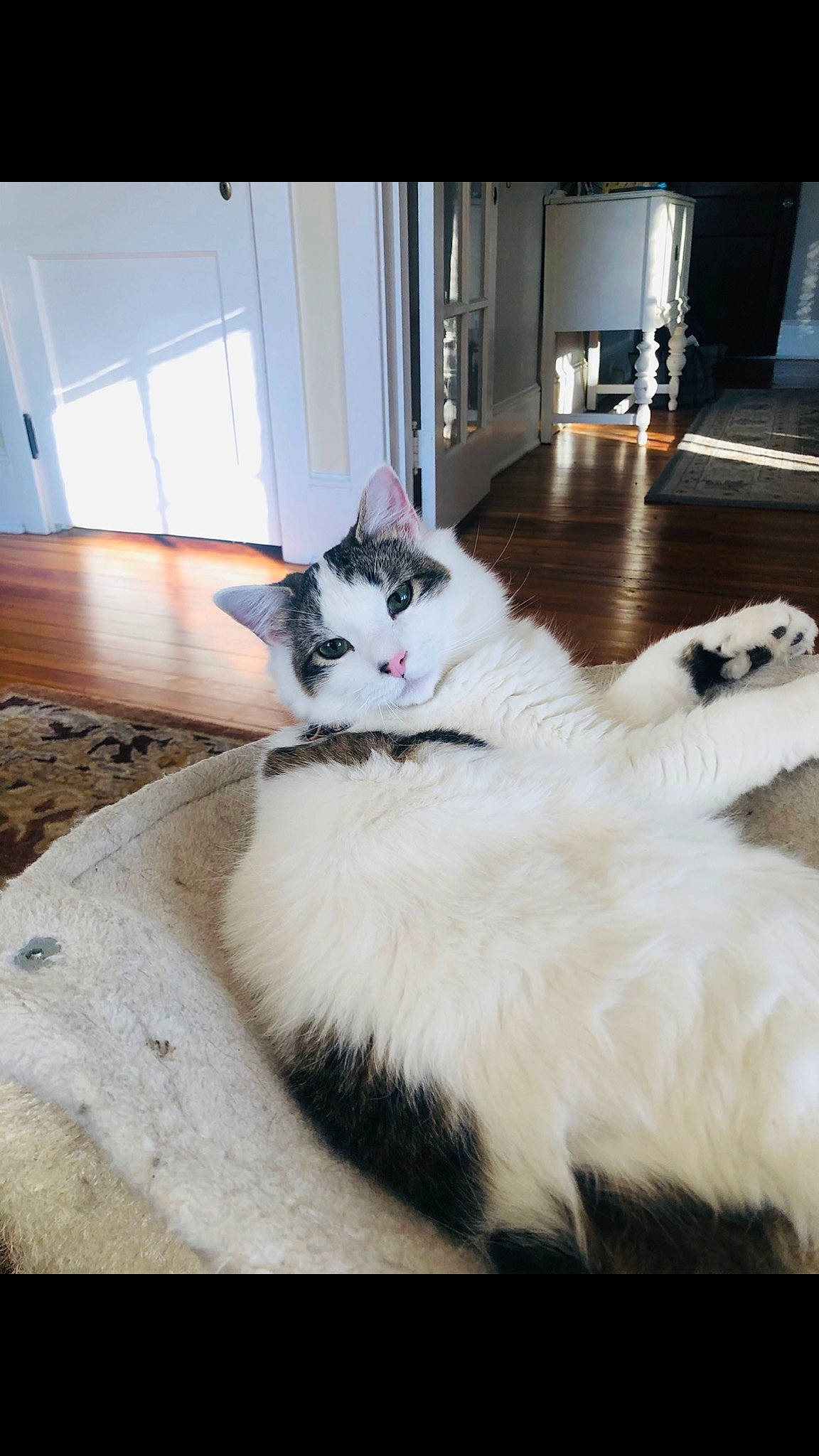 Leo