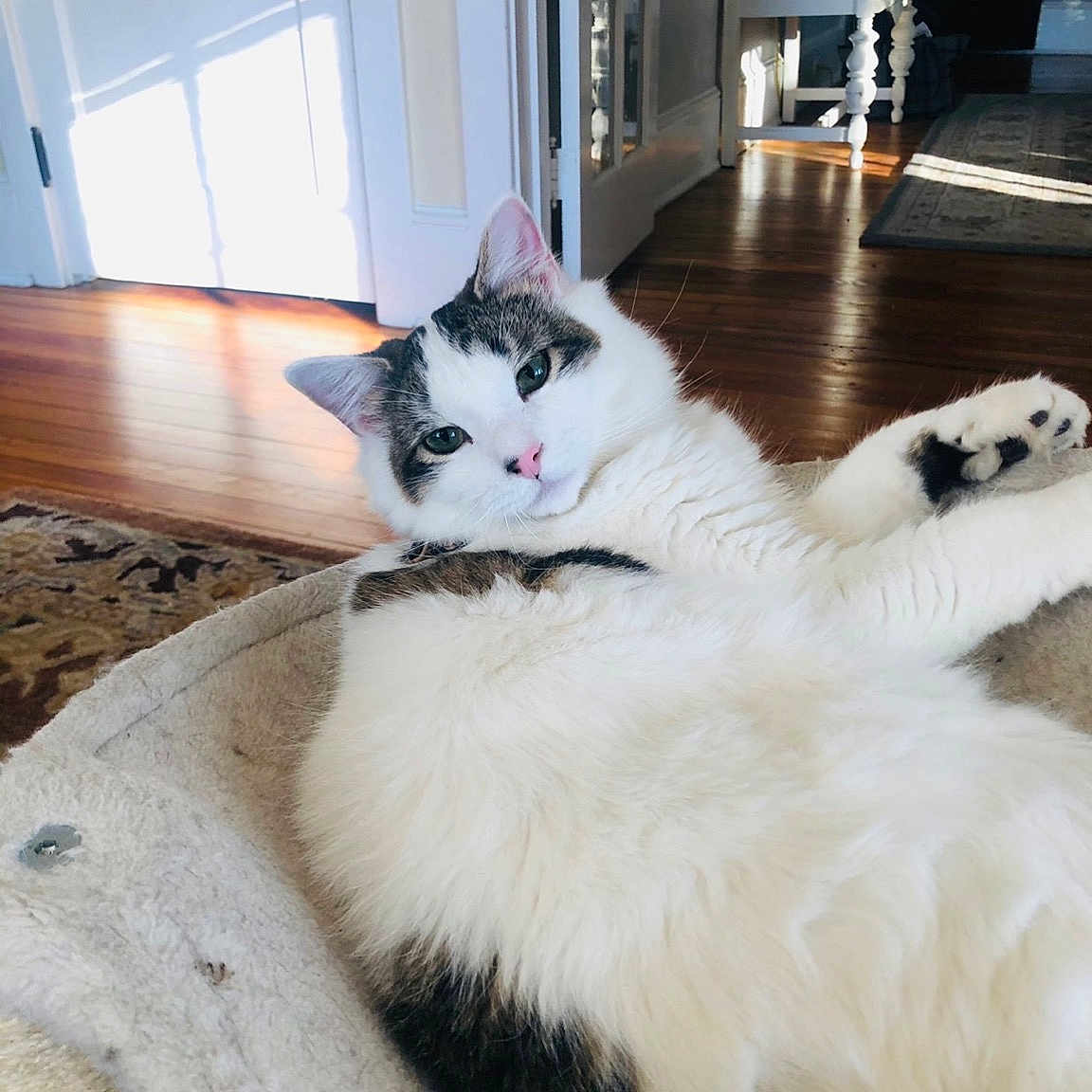 Leo