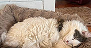 Leo is registered to the contest to win money with this photo: blanket, calendar, cat, chair, comfort, cozy, fluffy, fur, furry, gray, home, indoor, living_room, pet, red_pillow, relaxation, rest, sleeping, wall, white