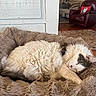 Leo is registered to the contest to win money with this photo: cat, sleeping, fluffy, white, gray, blanket, furry, cozy, indoor, calendar, wall, chair, red_pillow, living_room, rest, pet, fur, relaxation, home, comfort