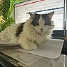 cat, fluffy, white, gray, desk, papers, keyboard, computer_screen, office, plant, indoor, relaxed, workstation, window, document, monitor, technology, pet, feline, resting