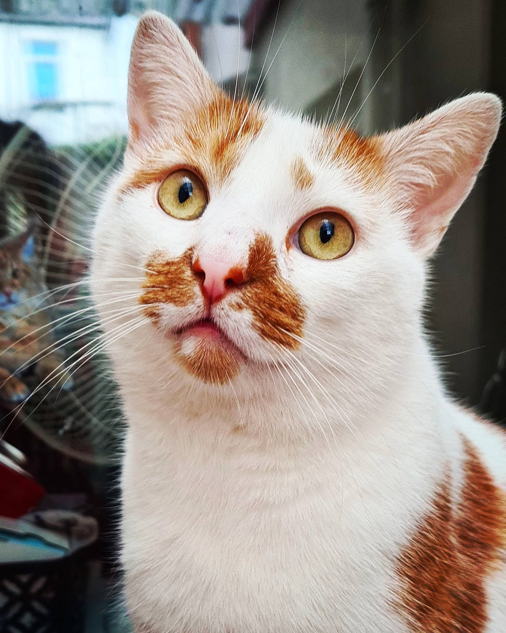 Theo joined the competition — help win amazing prizes! carnivore, cat, close_up, domestic_short_haired_cat, ear, eye, fawn, felidae, fur, head, human_body, iris, small_to_medium_sized_cats, snout, terrestrial_animal, whiskers, window