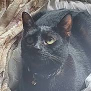 Shadow is registered to the contest to win money with this photo: black_cat, cat, pet, indoor, curtains, window_sill, feline, whiskers, green_eyes, collar, domestic_animal, resting, close_up, fur, animal, cute, portrait, shadow, texture, relaxing