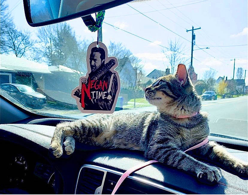 Dinah is registered to the contest to win money with this photo: auto_part, automotive_design, automotive_exterior, automotive_lighting, automotive_mirror, automotive_tire, car, carnivore, cat, cool, felidae, hood, mode_of_transport, motor_vehicle, sky, small_to_medium_sized_cats, tree, vehicle, vehicle_door, whiskers